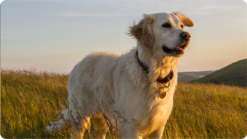 chien animalerie croquetteland carrefour