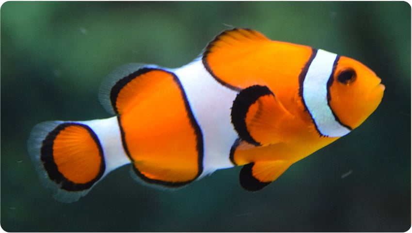 poisson clown nemo carrefour
