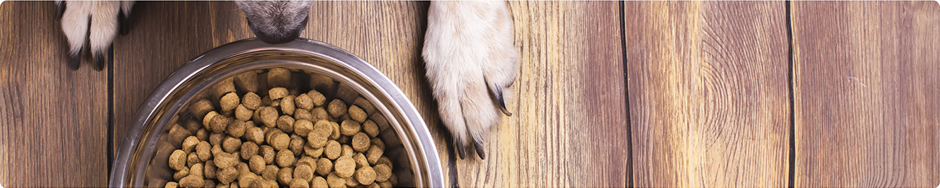 chien gamelle croquetteland offre spéciale