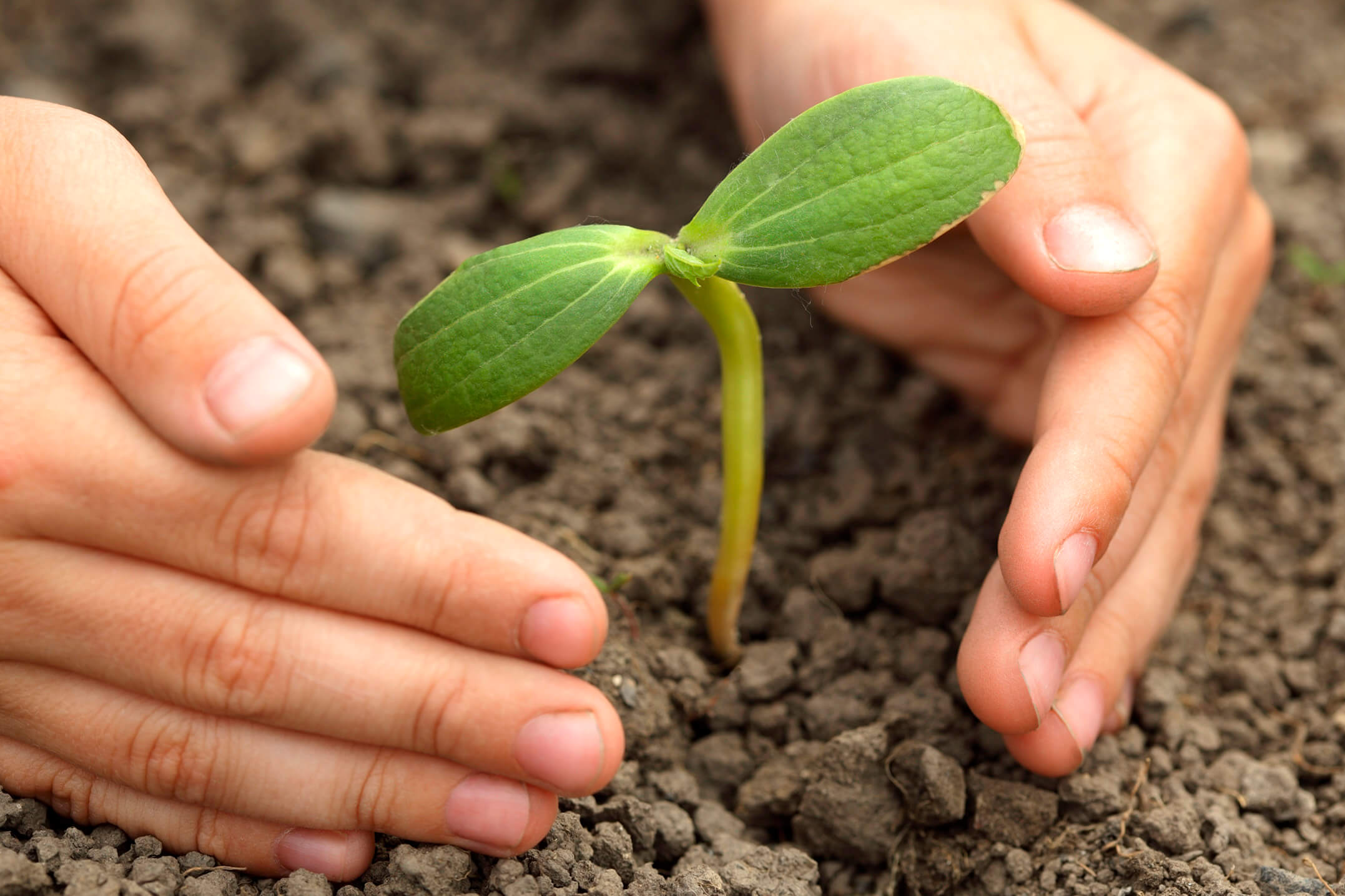 Plus de 10 000 graines plantées