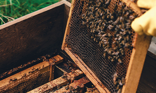 Apiculture Carrefour