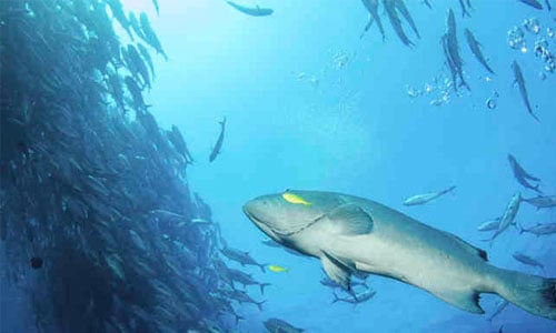 Protection des écosystèmes marins Carrefour