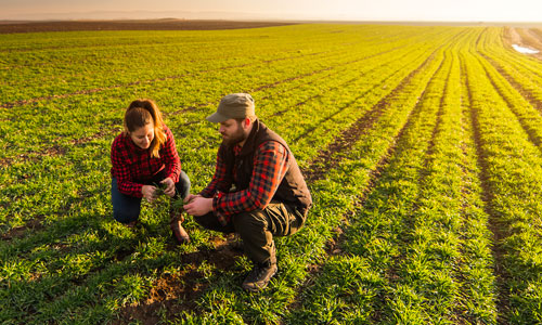 Des producteurs engagés dans une agriculture durable