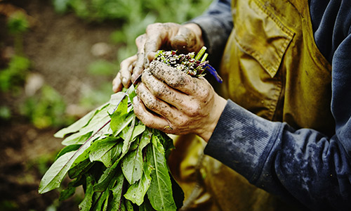 Agir pour répondre à la demande en produits bio français