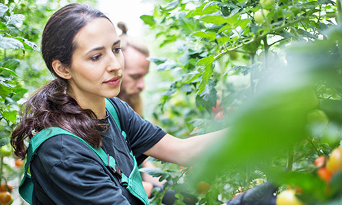 Accompagner la conversion à l’agriculture bio