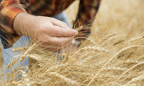 Appliquer le principe de précaution pour les OGM