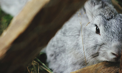 300 produits issus d’animaux « nourris sans OGM »