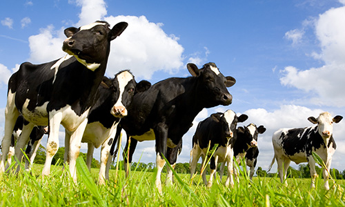 Sans antibiotiques, les animaux tombent-ils malades ?