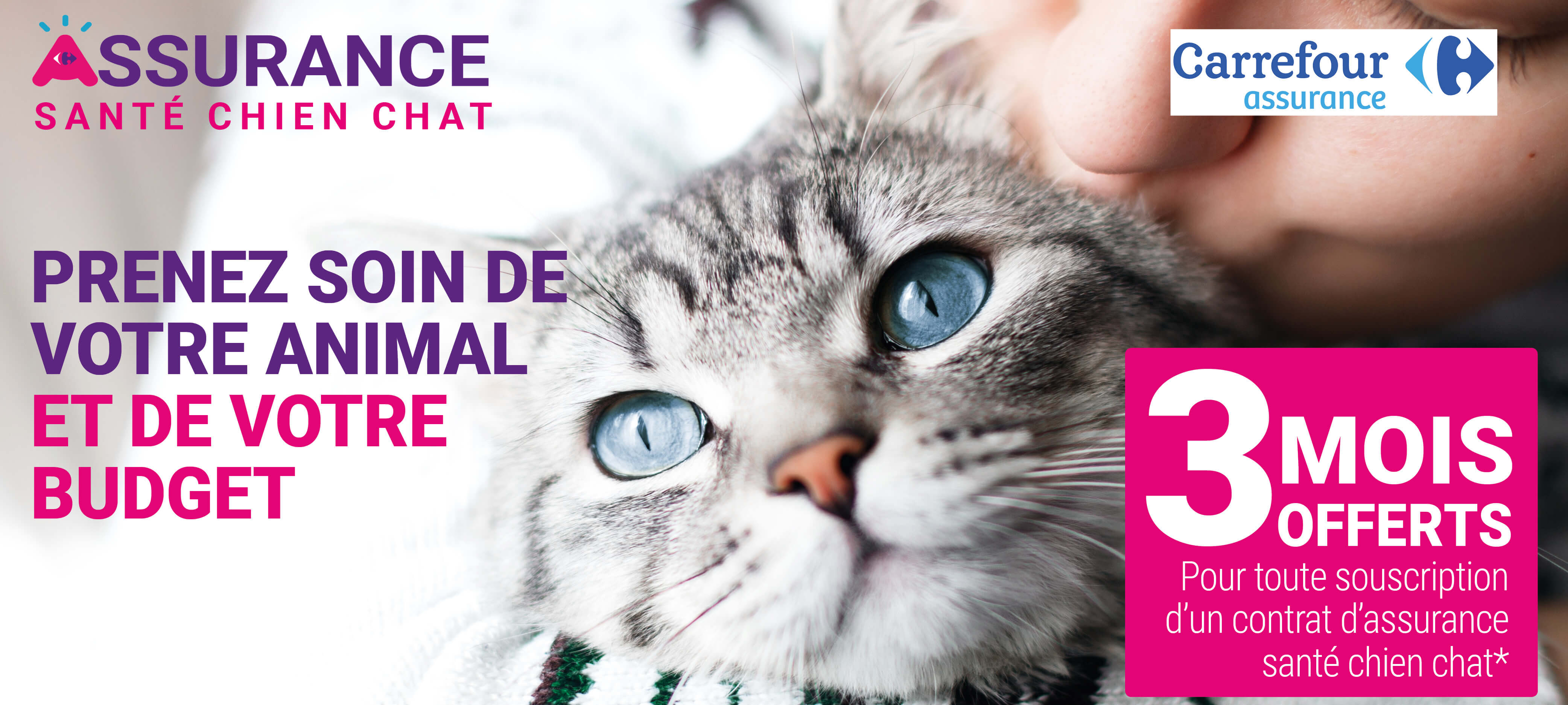 1000x450-push-content-chien-chat-fev-19.jpg