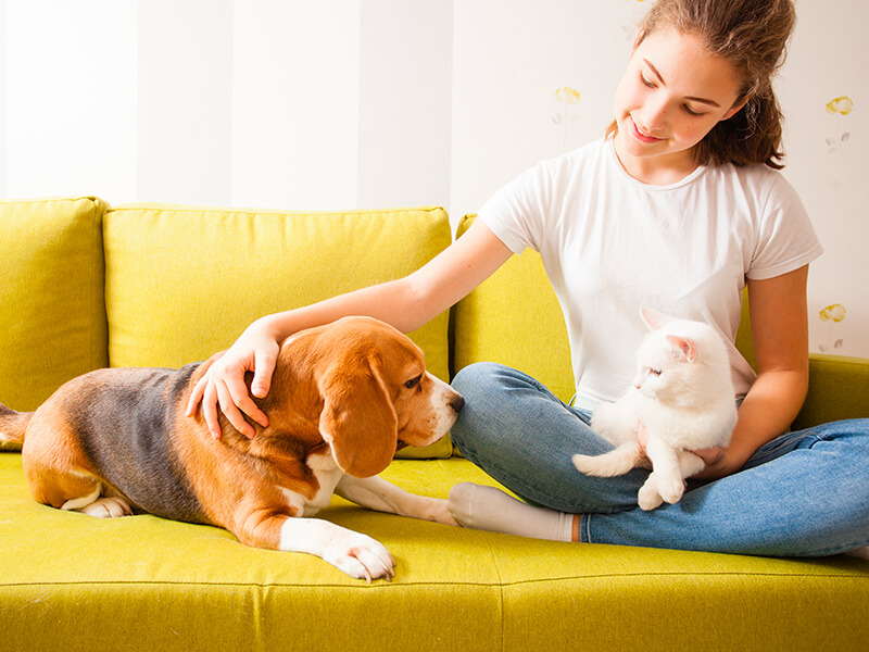 Assurance Santé Chien Chat