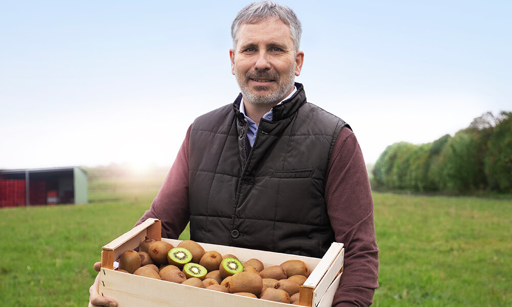 Producteur de kiwi