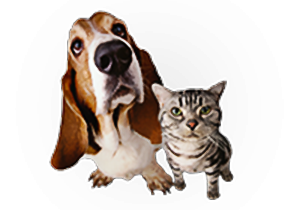 Illustration d'un chien de race Basset Hound et d'un chat tigré gris