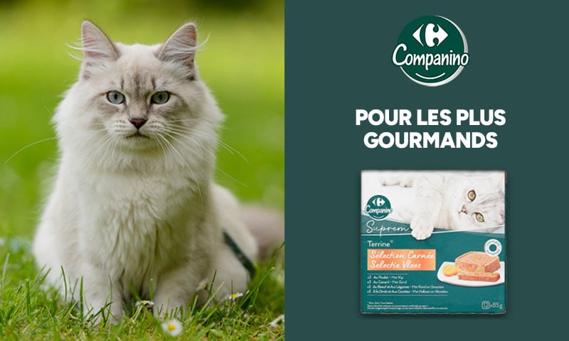 50 ans MDC Carrefour Companino : Pour les plus gourmands terrine pour chat